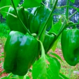 Najbolje sorte paprike za moskovsku regiju za otvoreno tlo